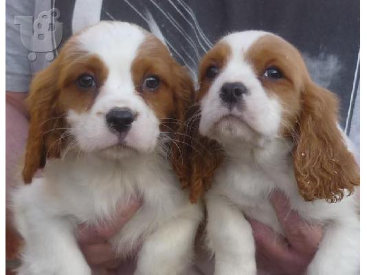 King Charles Cavalier Pups